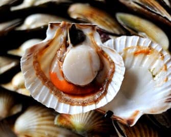 What Is A Scallop